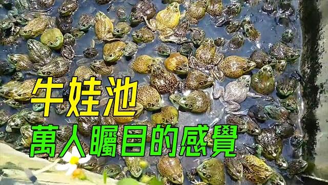 為何牛蛙這麼便宜,高密養殖產量驚人 為何牛蛙這麼便宜,高密養殖產量驚人