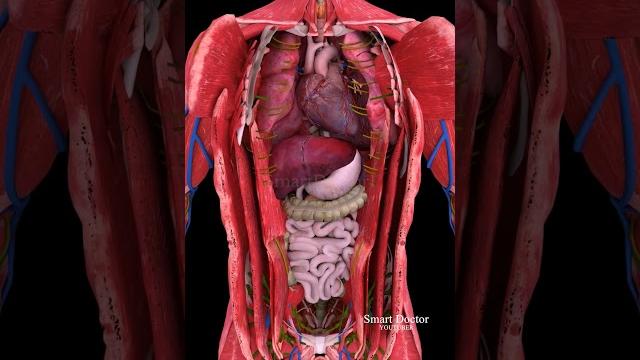 The super pump | dive deep into your heart 🫀 The super pump | dive deep into your heart 🫀