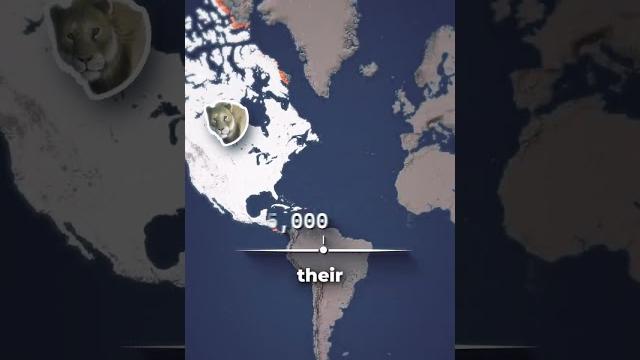 Why are there almost no lions outside of africa today? Why are there almost no lions outside of africa today?