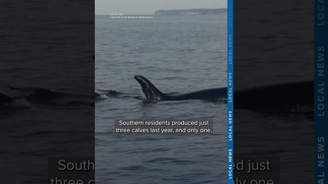 Southern resident orca whale again carries her dead calf through puget sound-area waters Southern resident orca whale again carries her dead calf through puget sound-area waters
