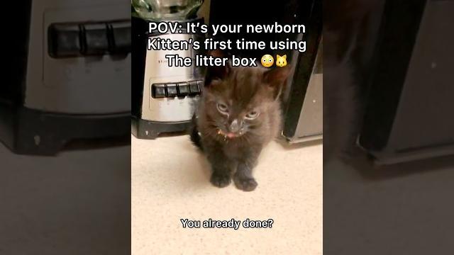She did so good #pov #cat #shorts She did so good #pov #cat #shorts