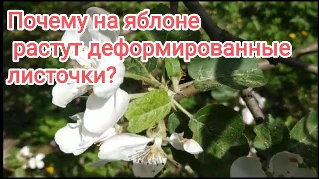 Почему молодые листья яблони сморщенные и деформированные? обязательно опрыскиваем весной яблони Почему молодые листья яблони сморщенные и деформированные? обязательно опрыскиваем весной яблони
