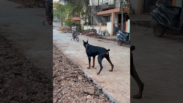 Doberman guarding my child #doberman #dobermanlove #guarddog #dobermaninindia #dog @dobandlabworld Doberman guarding my child #doberman #dobermanlove #guarddog #dobermaninindia #dog @dobandlabworld