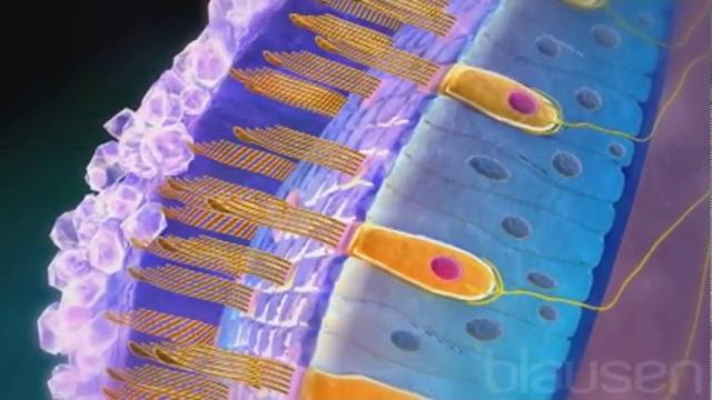Oreille interne les récepteurs de l’équilibre Oreille interne les récepteurs de l’équilibre