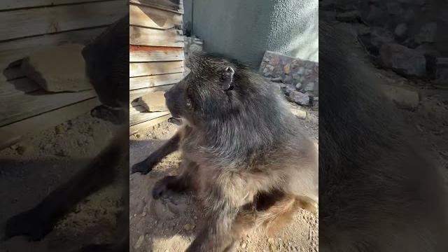 Cindy the baboon loves her house #reels #animals Cindy the baboon loves her house #reels #animals