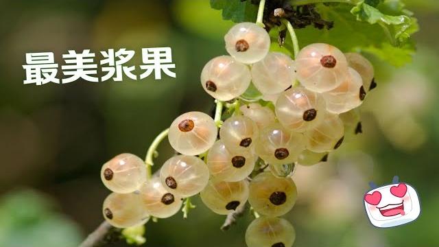 最美浆果:白加仑 最美浆果:白加仑