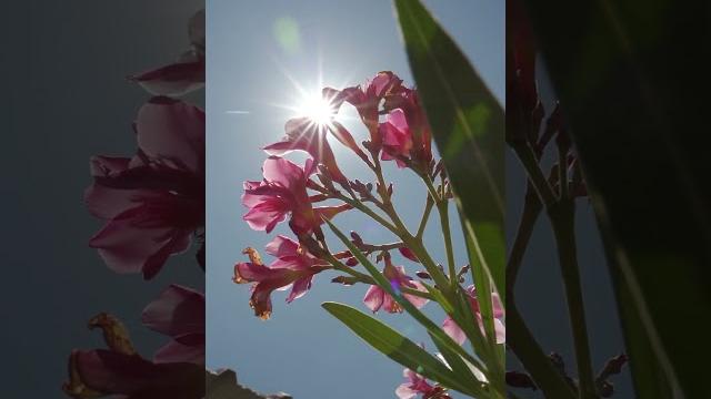 Growing flowering plants in roof top garden Growing flowering plants in roof top garden