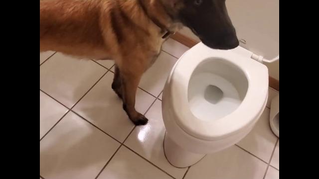 Dog peeing in toilet viral video Dog peeing in toilet viral video