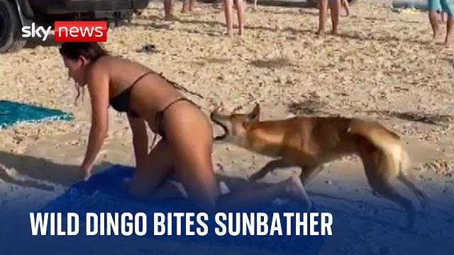 Australia: dingo bites sunbathing tourist in queensland Australia: dingo bites sunbathing tourist in queensland