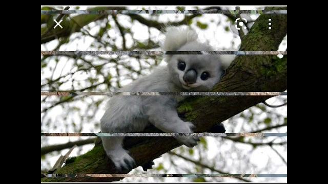 A video of koala's baby and koala A video of koala's baby and koala