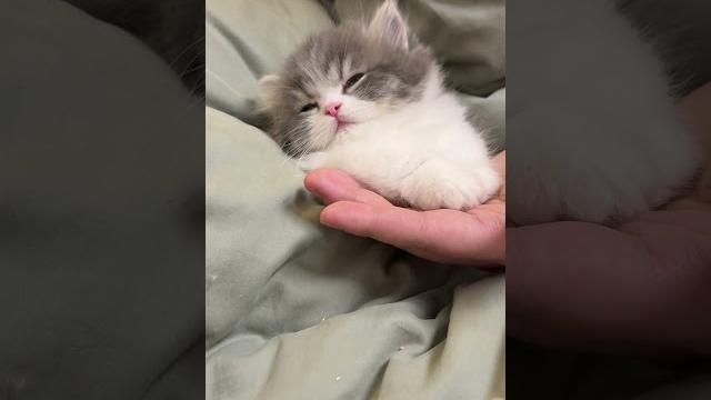 软软的趴在手心睡着啦 #小奶猫 #米努特矮脚猫 #矮脚猫 #它真的好像个小宝宝 #萌宠出道计划 软软的趴在手心睡着啦 #小奶猫 #米努特矮脚猫 #矮脚猫 #它真的好像个小宝宝 #萌宠出道计划