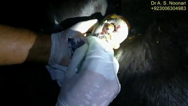 Penis of horse (maggots) Penis of horse (maggots)