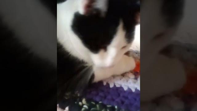 Кот принес мышь Кот принес мышь