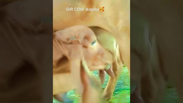 Vala amaru gharenu kapila gay Vala amaru gharenu kapila gay
