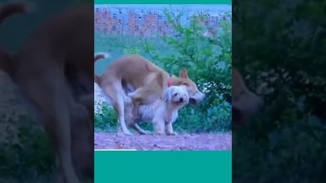 Big dog and little bitch funny clip Big dog and little bitch funny clip