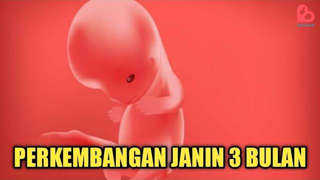 Perkembangan janin 3 bulan yang ideal Perkembangan janin 3 bulan yang ideal