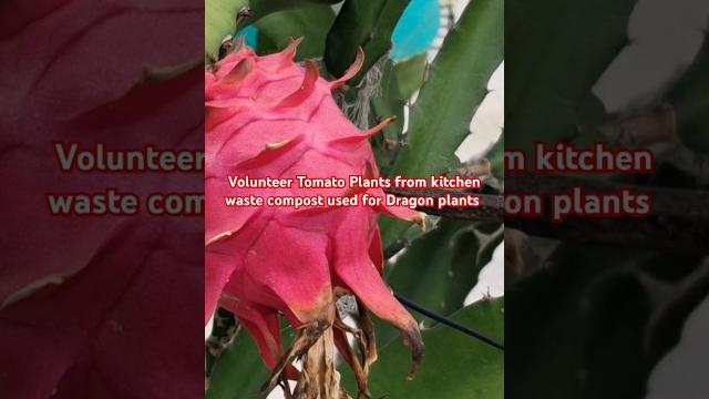 Volunteer tomato plants from kitchen waste compost used for dragon plants/#compost #tomato #dragon Volunteer tomato plants from kitchen waste compost used for dragon plants/#compost #tomato #dragon