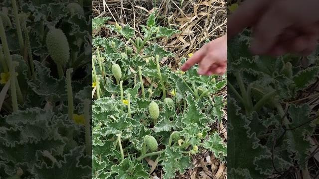 Make it squirt from one touch. squirting cucumber technique. dream plant from rhodes - ecballium. Make it squirt from one touch. squirting cucumber technique. dream plant from rhodes - ecballium.