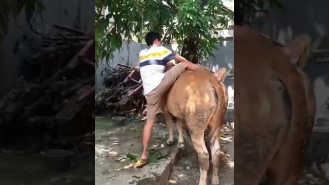 Lucu‼️sapi kurban di taikin ngamuk lah#short #lucu #tiktok Lucu‼️sapi kurban di taikin ngamuk lah#short #lucu #tiktok