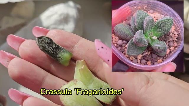 Распаковка суккулентов. случайный заказ Распаковка суккулентов. случайный заказ