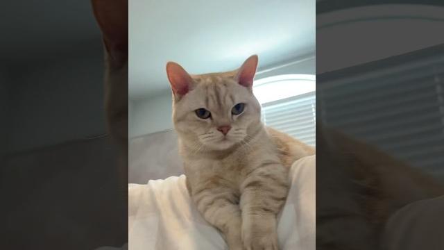 Best roommate #cats #pets #cat #catlovers #catsofyoutube Best roommate #cats #pets #cat #catlovers #catsofyoutube