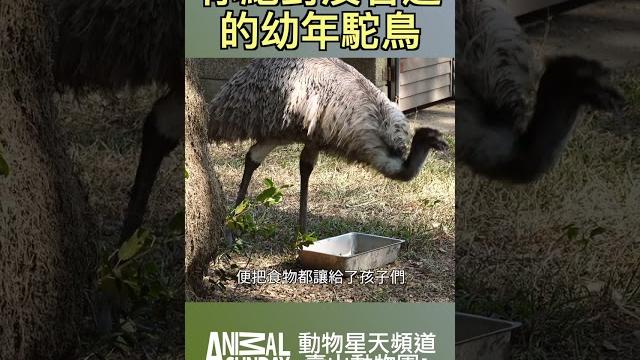 生態觀察:你絕對沒看過的幼年鴕鳥?#動物星天頻道 #星期天配音是對的 生態觀察:你絕對沒看過的幼年鴕鳥?#動物星天頻道 #星期天配音是對的