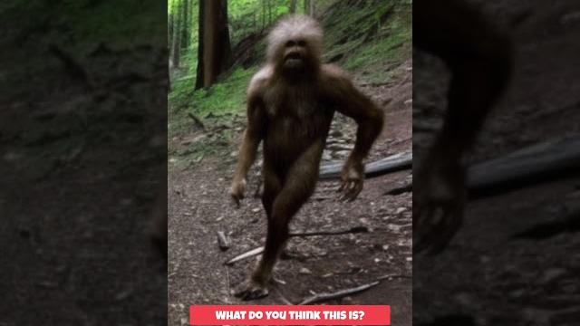 Yeti or sasquatch on trail cam? #shorts Yeti or sasquatch on trail cam? #shorts