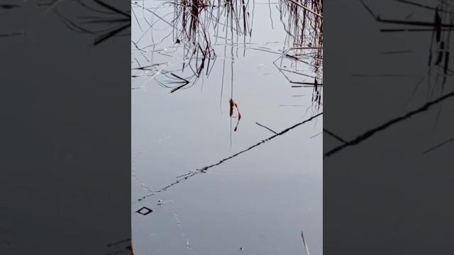 Подсекай Подсекай