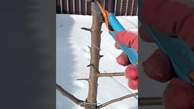Обрезка груши весной #груша #обрезка груши Обрезка груши весной #груша #обрезка груши