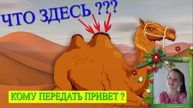 Что у верблюда в горбе??? Что у верблюда в горбе???
