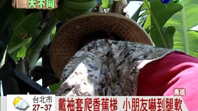 夏令營學種香蕉 小蕉農揮汗體驗 夏令營學種香蕉 小蕉農揮汗體驗