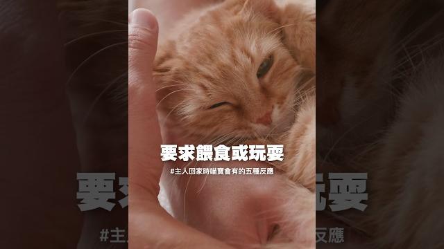 當你回到家時喵寶會做什麼呢-cado浪愛在一起 主人回家時喵寶會有的五種反應 當你回到家時喵寶會做什麼呢-cado浪愛在一起 主人回家時喵寶會有的五種反應