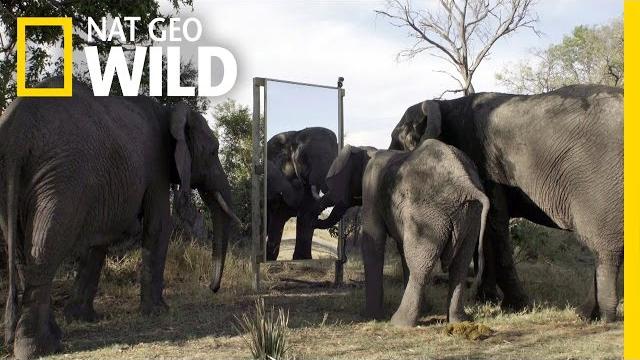 Elephant in the mirror | mind of a giant Elephant in the mirror | mind of a giant