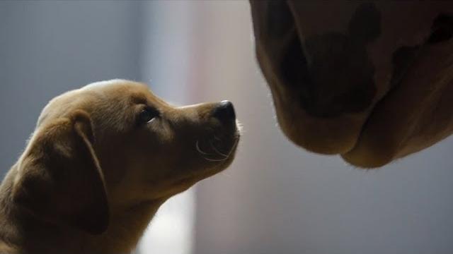 Budweiser clydesdale puppy love super bowl 2014 commercial Budweiser clydesdale puppy love super bowl 2014 commercial