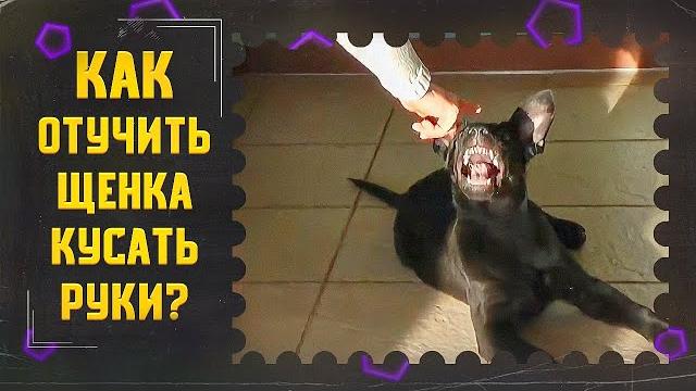 Как отучить щенка кусать руки (один из способов) Как отучить щенка кусать руки (один из способов)