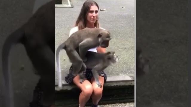 Unbelievable animals funny short video#viral #funny #monky #king #trand #sex #porn #xvideos Unbelievable animals funny short video#viral #funny #monky #king #trand #sex #porn #xvideos