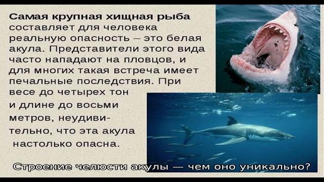 Сколько у большой акулы зубов: схема челюсти, жаберных дуг, количество зубов и рядов акульих зубов Сколько у большой акулы зубов: схема челюсти, жаберных дуг, количество зубов и рядов акульих зубов