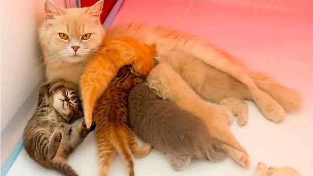 7 hungry kittens attack mom for milk! subtitles 7 hungry kittens attack mom for milk! subtitles