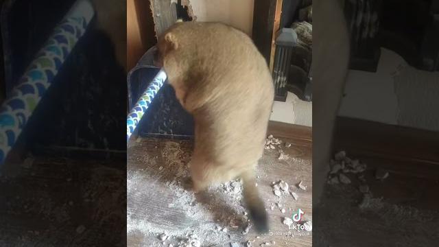 Отдам падлу в хорошие руки Отдам падлу в хорошие руки
