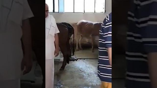 Gau dan || visesh || akshay tritiya Gau dan || visesh || akshay tritiya