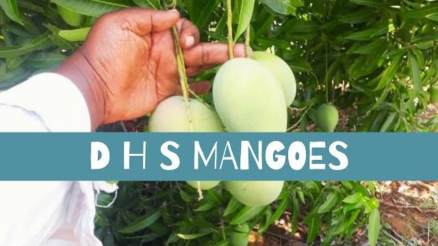 Mangos and fresh organic mangoes in 2021| acha and quality mangoes from mango garden| dhs fruits Mangos and fresh organic mangoes in 2021| acha and quality mangoes from mango garden| dhs fruits