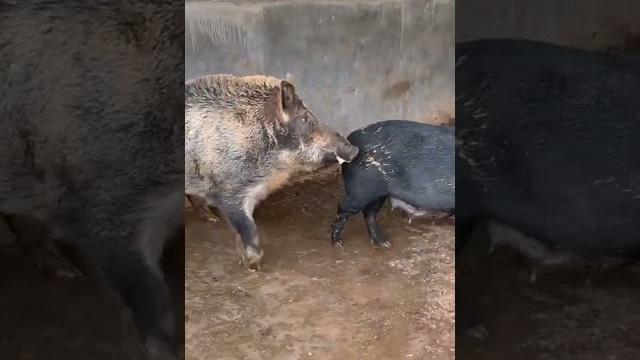 Daily pig farm activitiespig farm #shorts part 962 Daily pig farm activitiespig farm #shorts part 962