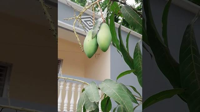 Mango#vira Mango#vira