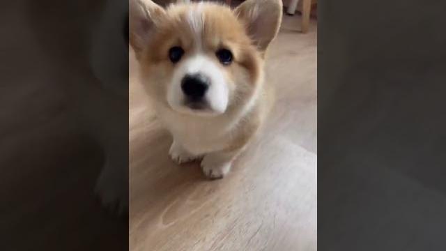 Милый щенок корги Милый щенок корги