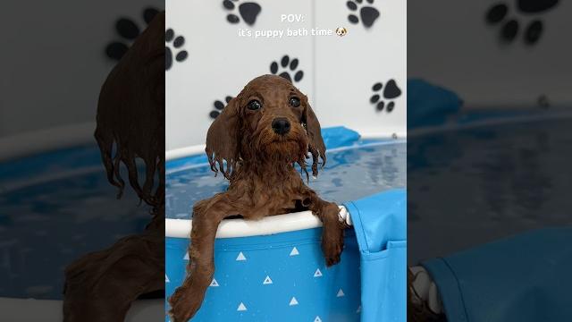 It’s bath time! #puppy #bathtime #asmrsounds #shorts It’s bath time! #puppy #bathtime #asmrsounds #shorts