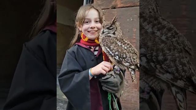 #ecosse #hibou #harrypotter #edinburgh #ecosse #hibou #harrypotter #edinburgh