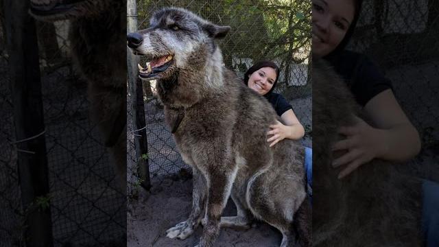 How big can wolves get? #shorts #wolf How big can wolves get? #shorts #wolf