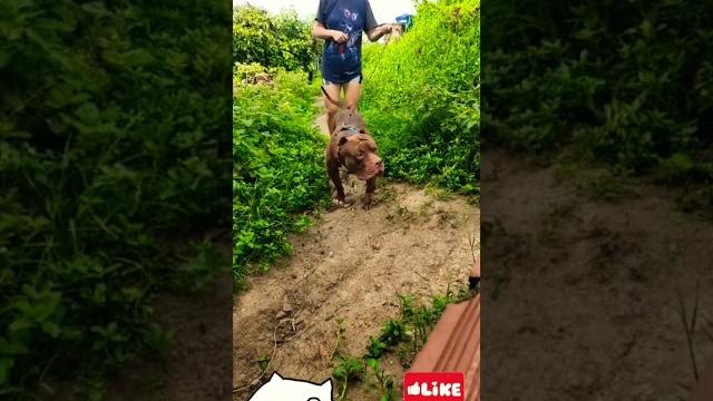 Pit monster dog very docile #pitmonsters Pit monster dog very docile #pitmonsters