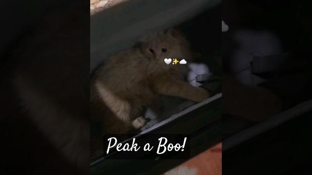 Cute cat #short #shorts #shortvideo #cat #catlover #pets #animals #cute #funny #play #viralshorts Cute cat #short #shorts #shortvideo #cat #catlover #pets #animals #cute #funny #play #viralshorts