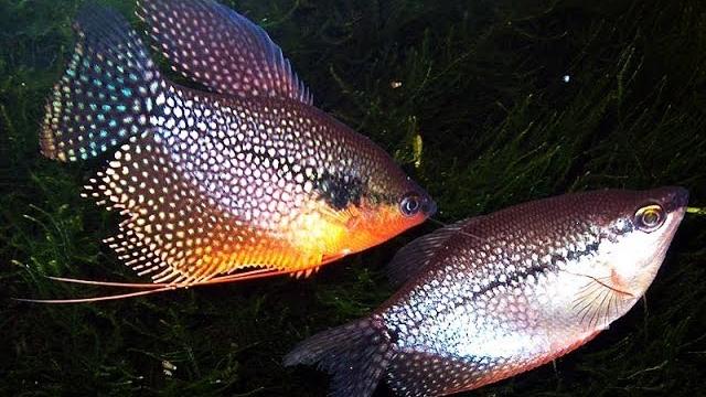 Разведение жемчужных гурами Разведение жемчужных гурами
